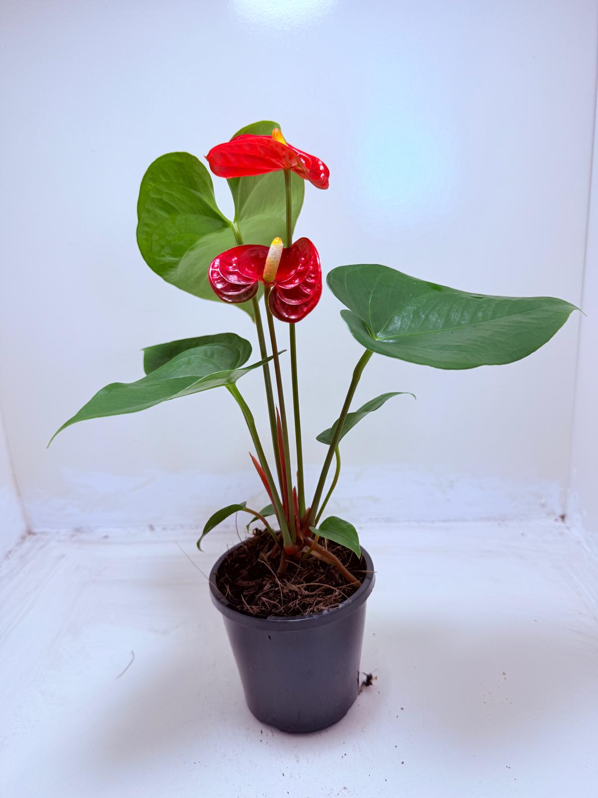 Anthurium Madural