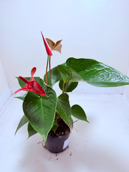 Anthurium Picante Red