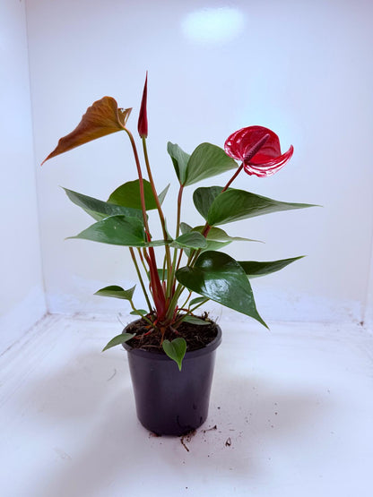 Anthurium Picante Red