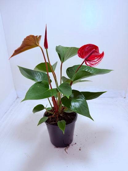 Anthurium Picante Red