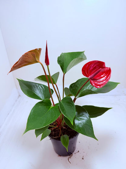 Anthurium Picante Red