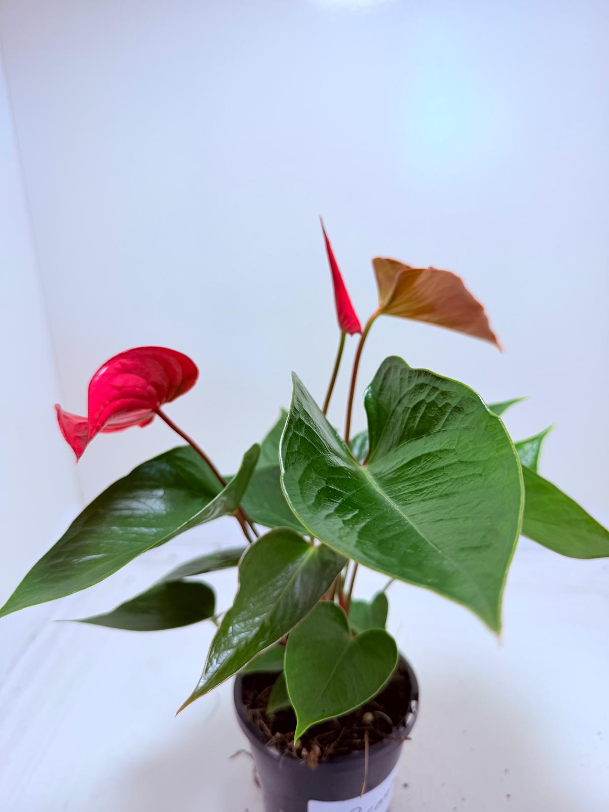Anthurium Picante Red