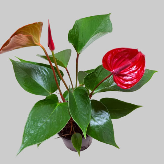 Anthurium Picante Red