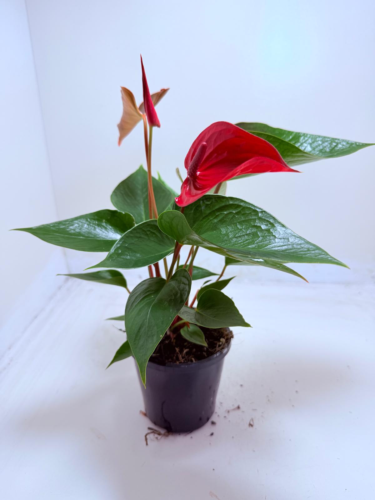 anthurium dynamite red Buy Anthurium Picante Red