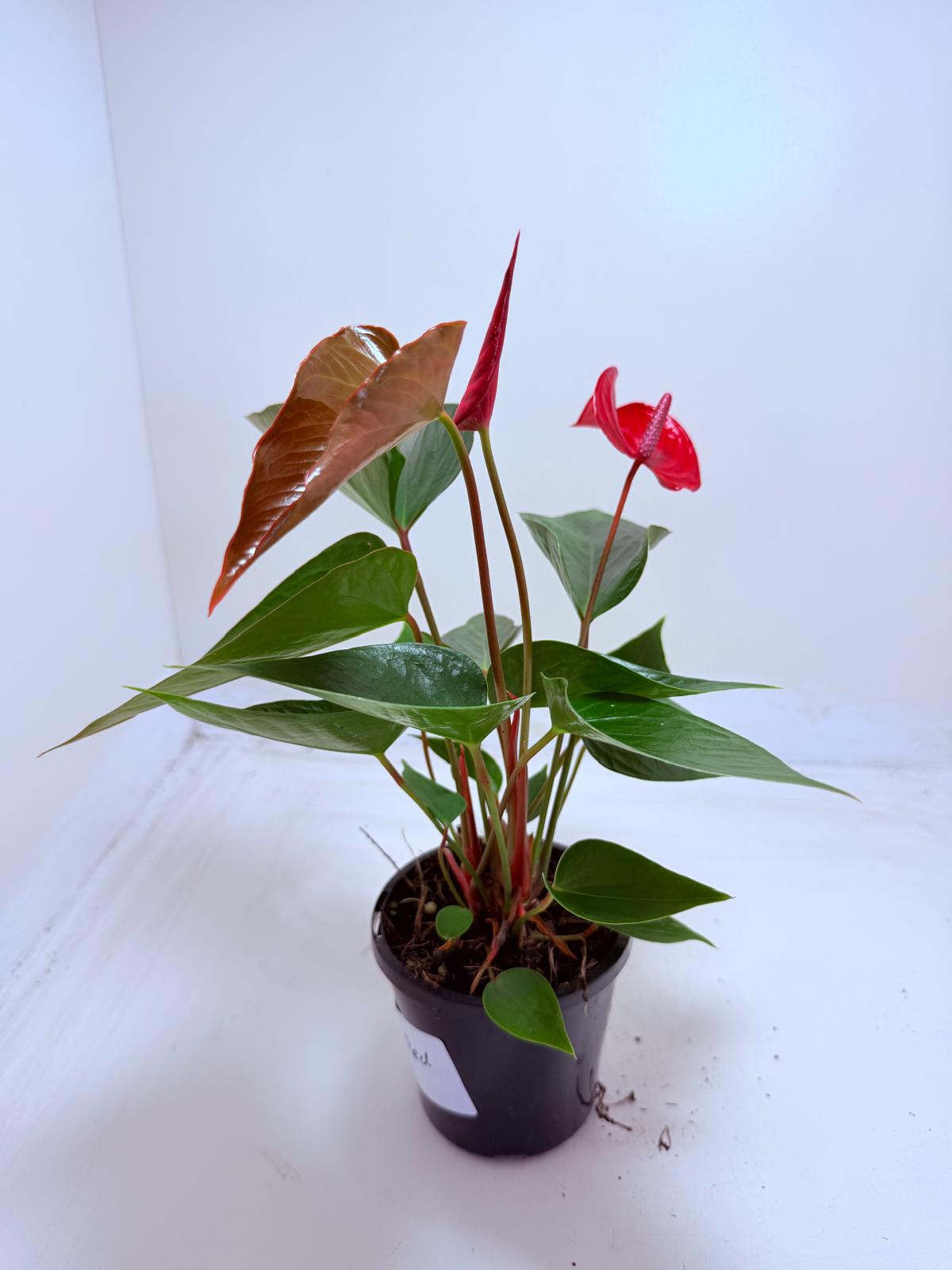 Anthurium Picante Red