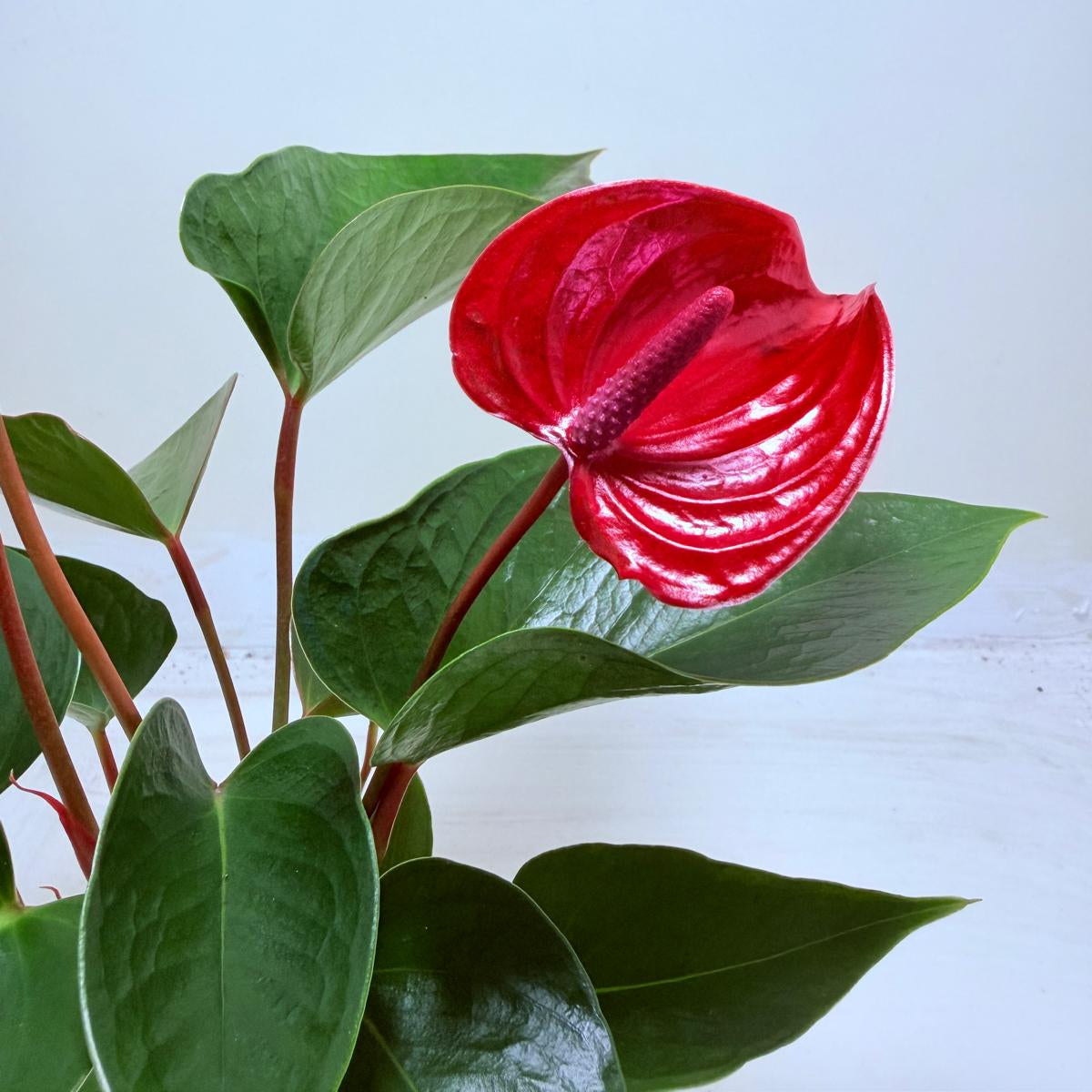 Anthurium Picante Red