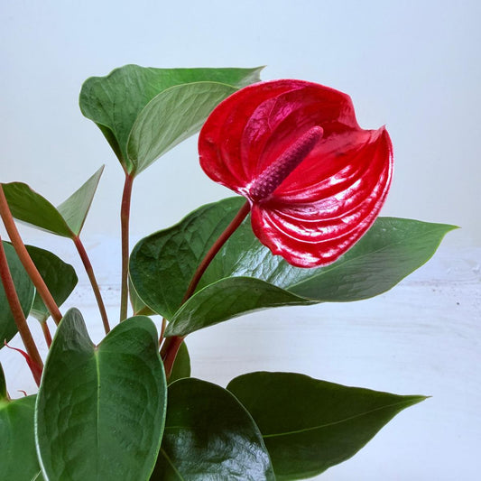Anthurium Picante Red