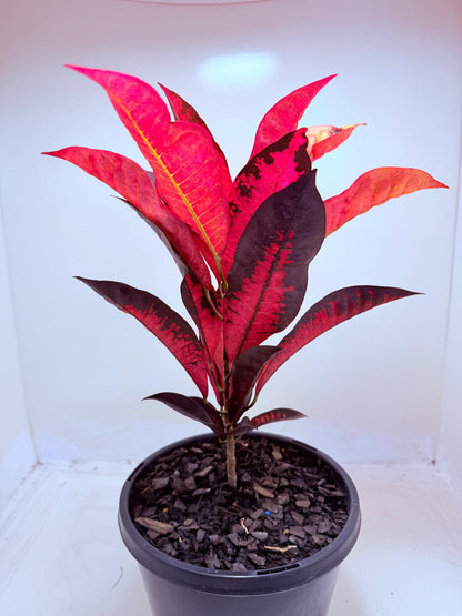Buy Croton Apple Blossom