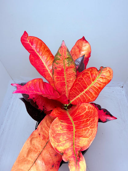 Buy Croton Apple Blossom