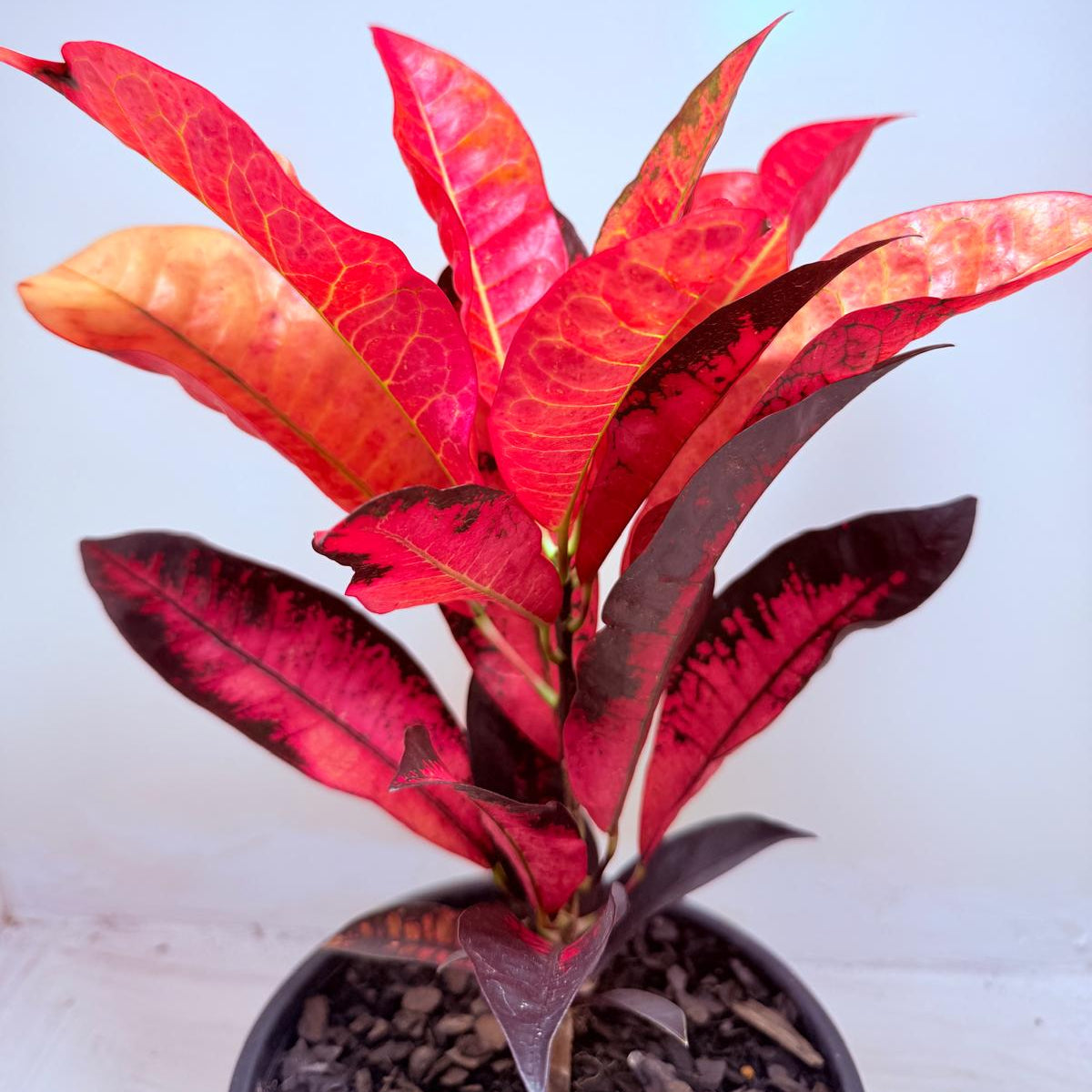 Buy Croton Apple Blossom