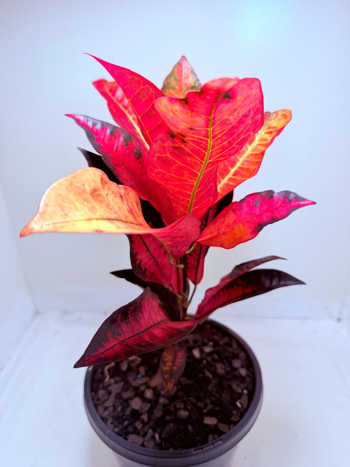 Buy Croton Apple Blossom
