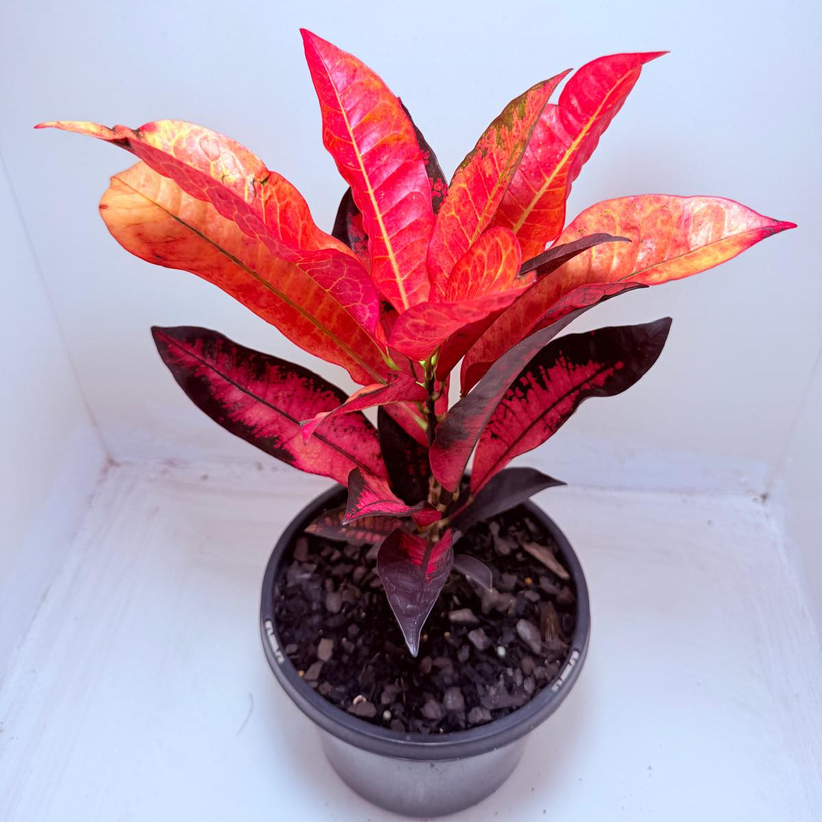 Buy Croton Apple Blossom
