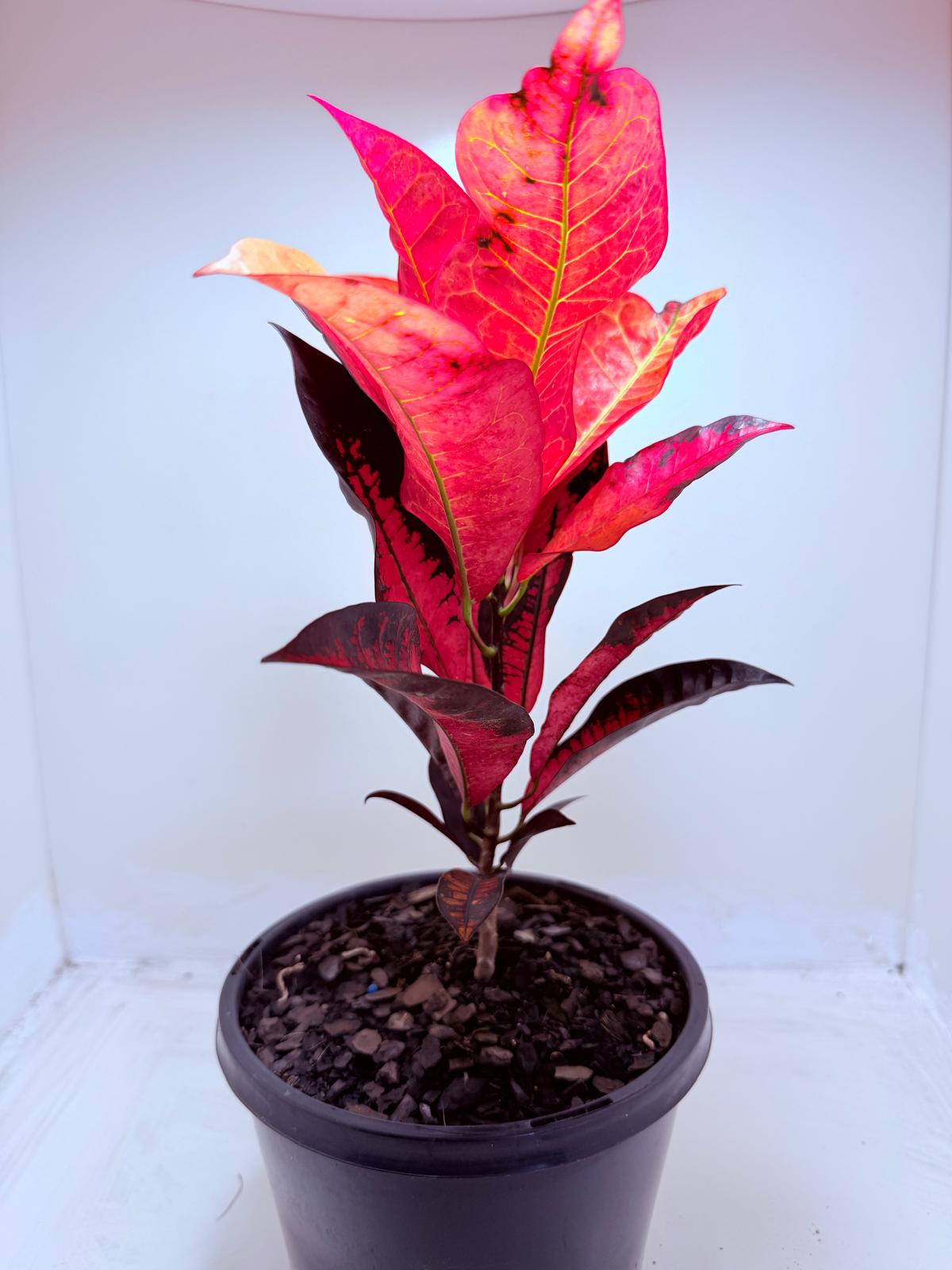Buy Croton Apple Blossom