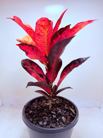 Buy Croton Apple Blossom