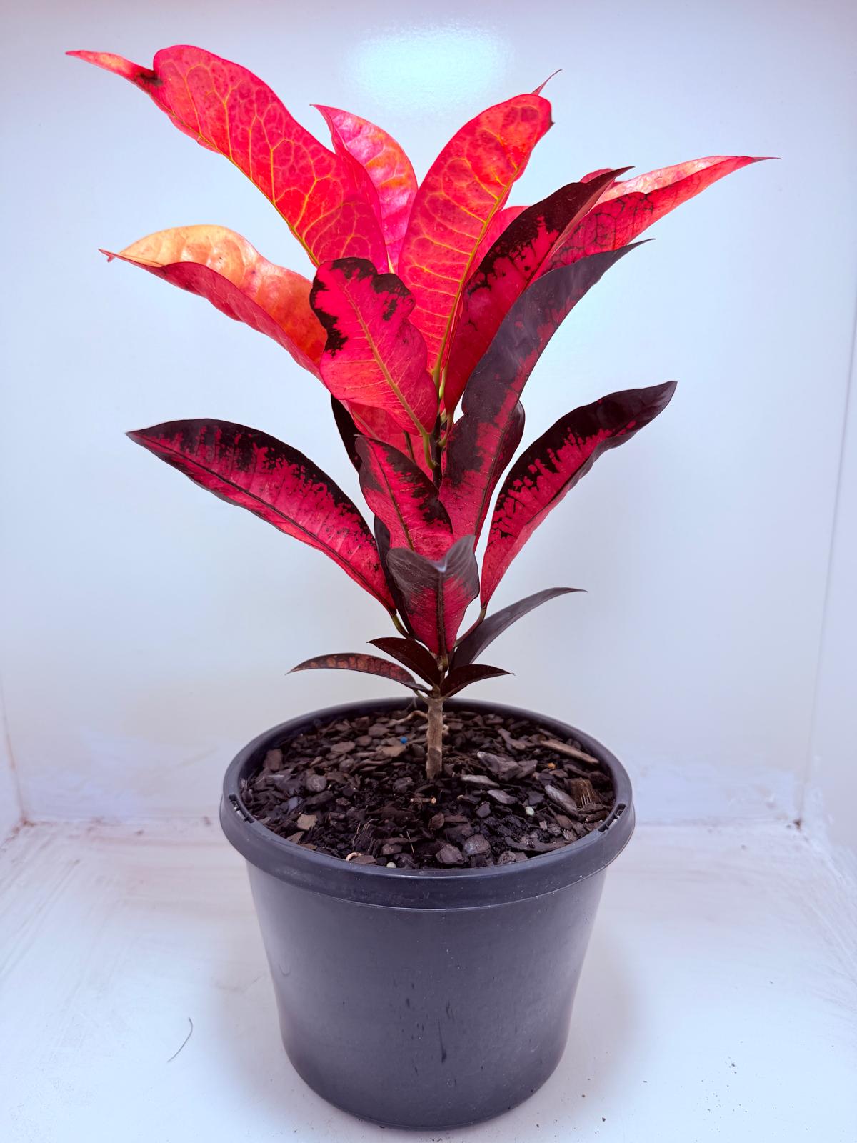 Buy Croton Apple Blossom