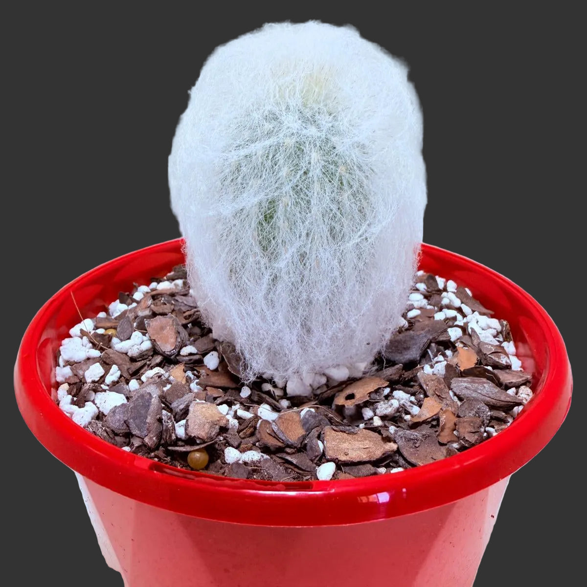 Espostoa melanostele var. inermis