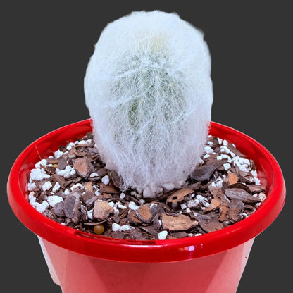 Espostoa melanostele var. inermis