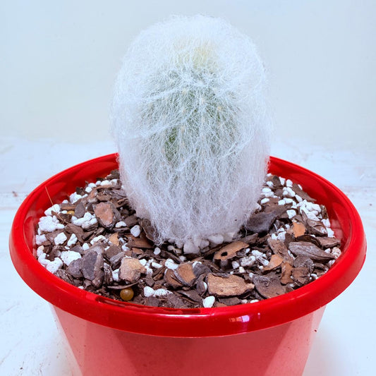 Espostoa melanostele var. inermis
