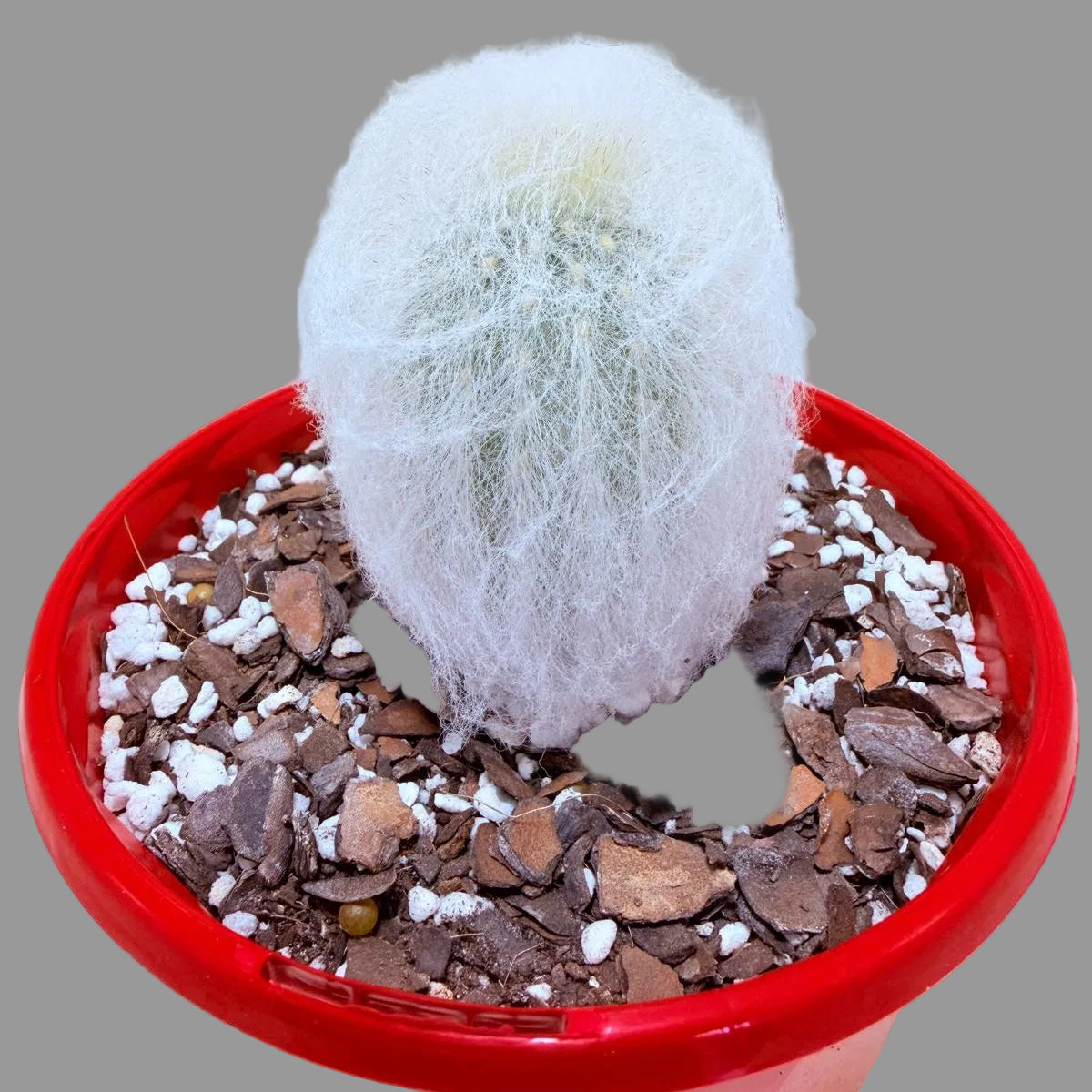 Espostoa melanostele var. inermis