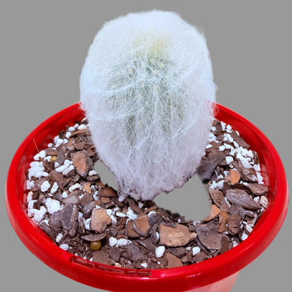 Espostoa melanostele var. inermis