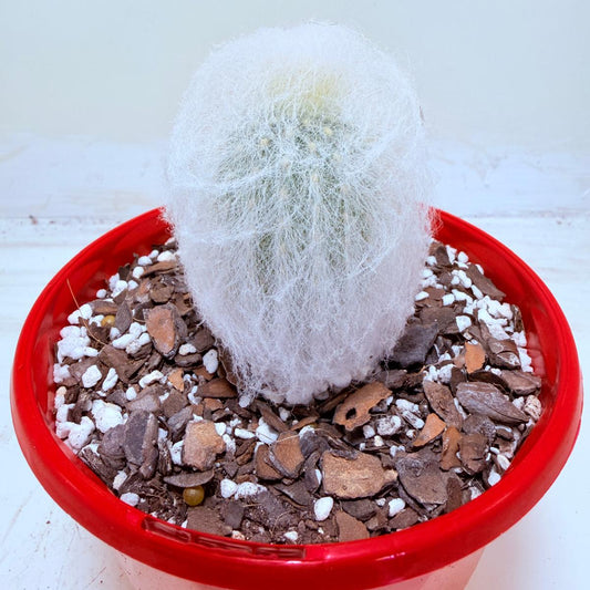 Espostoa melanostele var. inermis