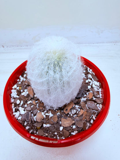 Espostoa melanostele var. inermis