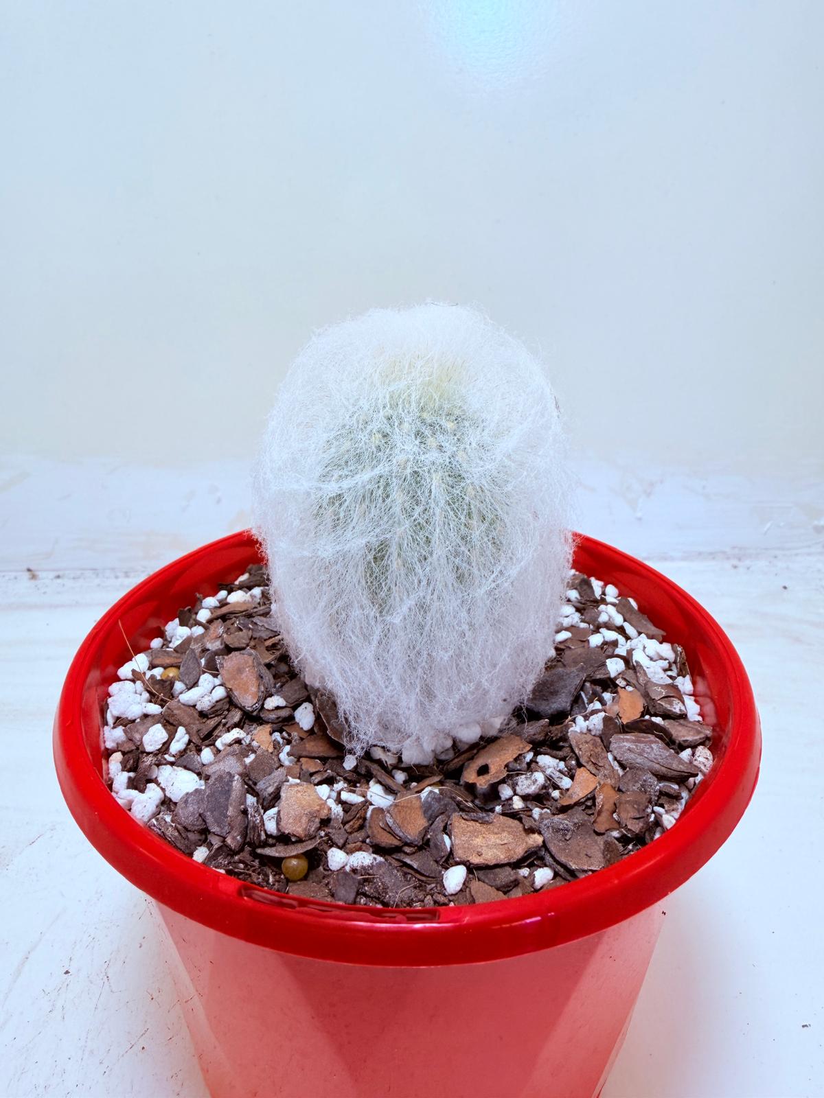 Espostoa melanostele var. inermis