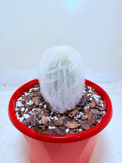 Espostoa melanostele var. inermis
