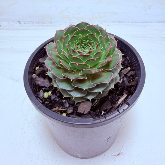 Sempervivum Weighoton Red