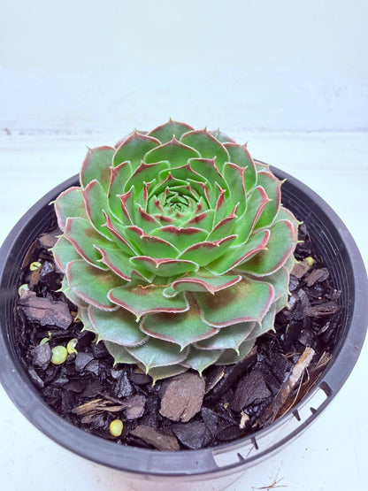 Sempervivum Weighoton Red