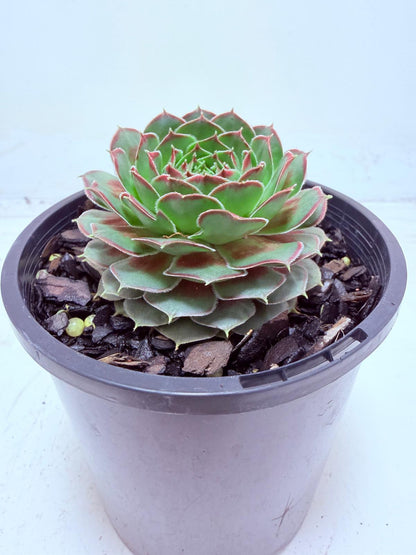 Sempervivum Weighoton Red