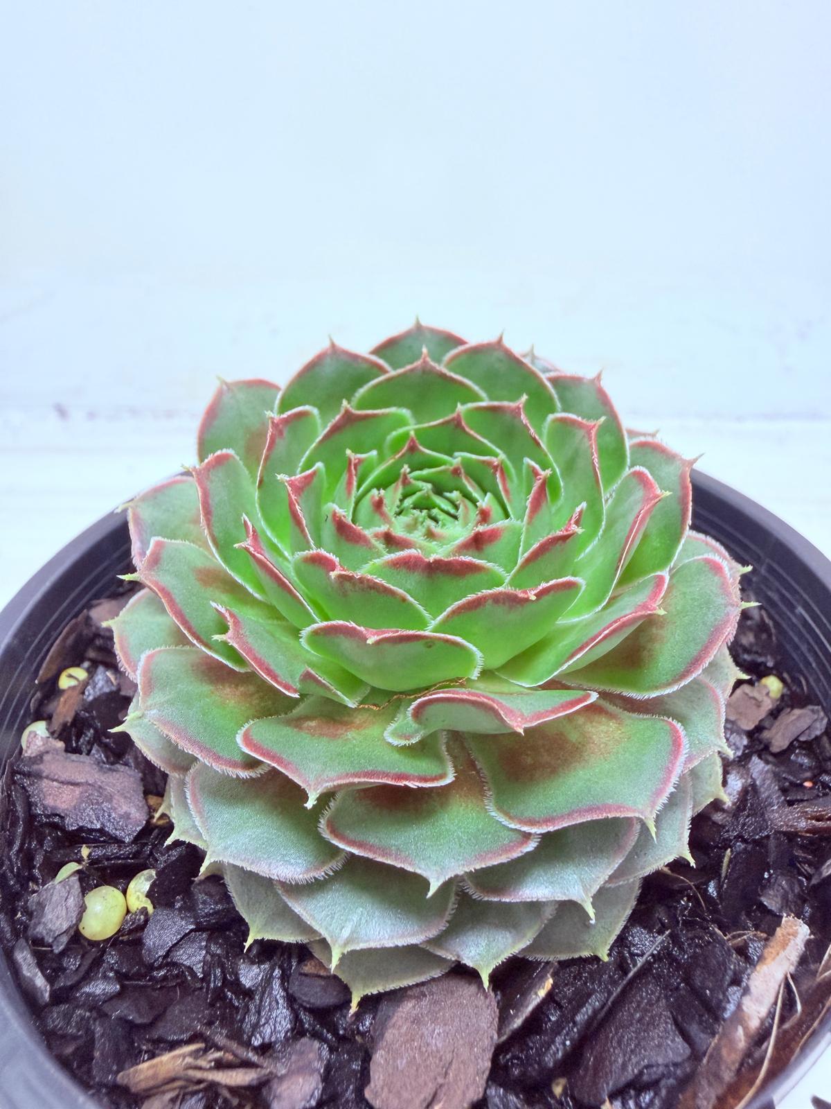 Sempervivum Weighoton Red