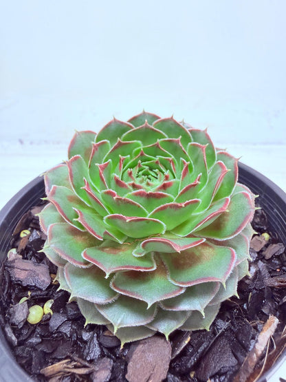 Sempervivum Weighoton Red
