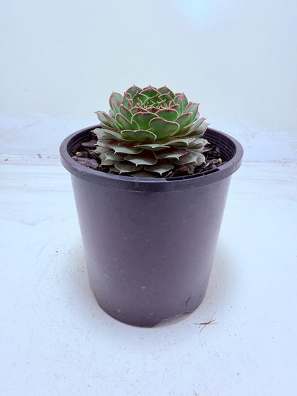 Sempervivum Weighoton Red