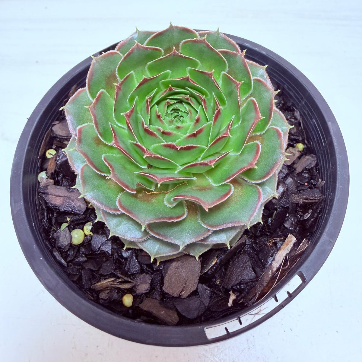 Sempervivum Weighoton Red