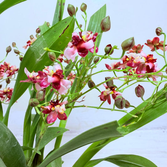 Oncidium Gold Dust ‘WOC Glowing Red MC’