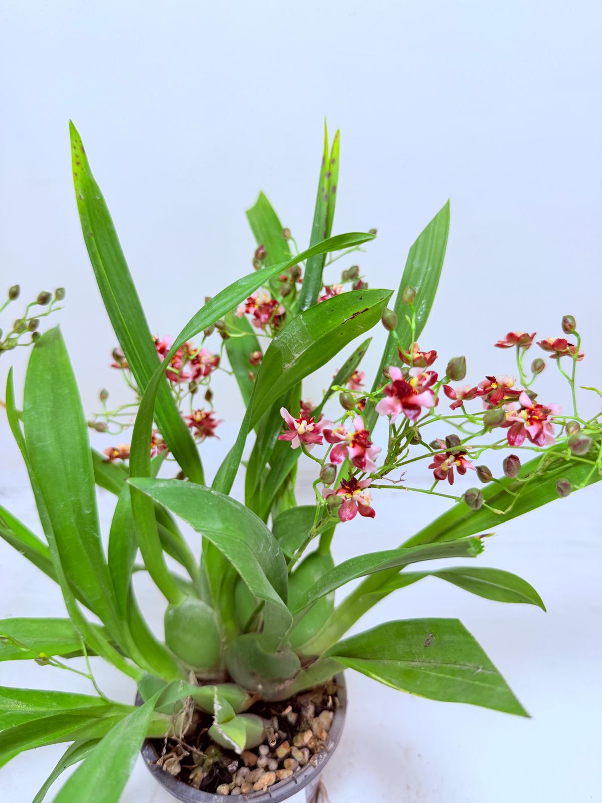 Oncidium Gold Dust ‘WOC Glowing Red MC’