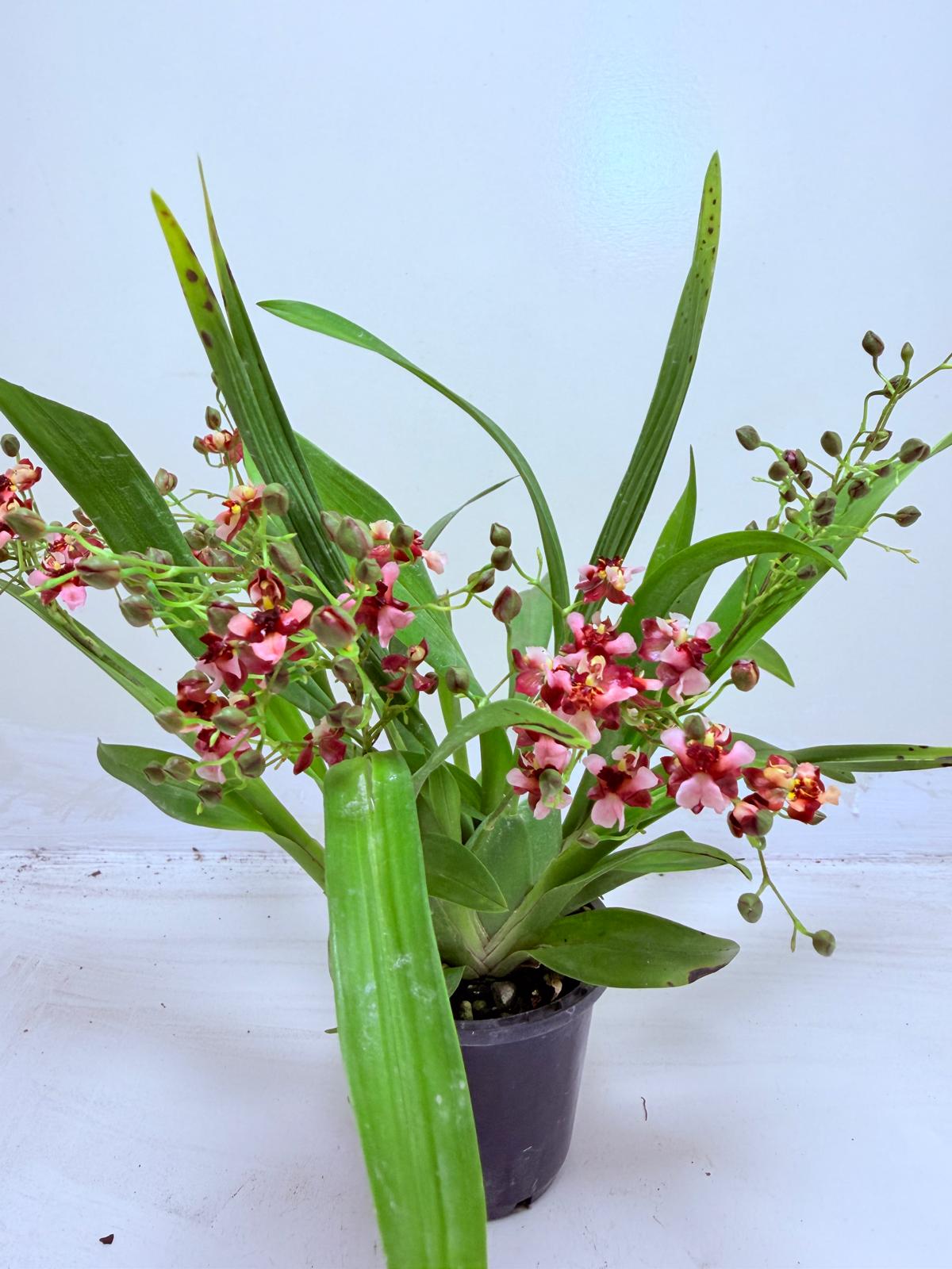 Oncidium Gold Dust ‘WOC Glowing Red MC’