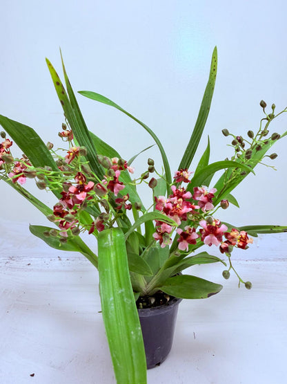 Oncidium Gold Dust ‘WOC Glowing Red MC’