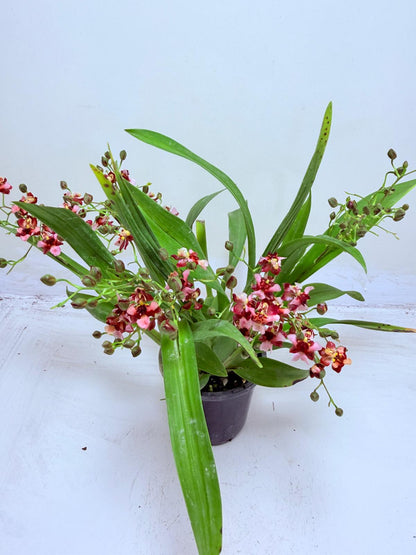 Oncidium Gold Dust ‘WOC Glowing Red MC’