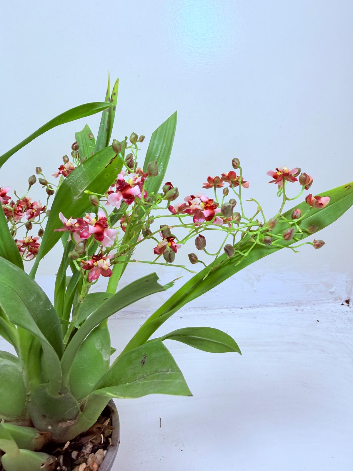 Oncidium Gold Dust ‘WOC Glowing Red MC’