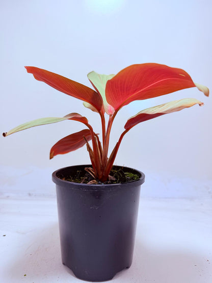Calathea ‘Flamestar’