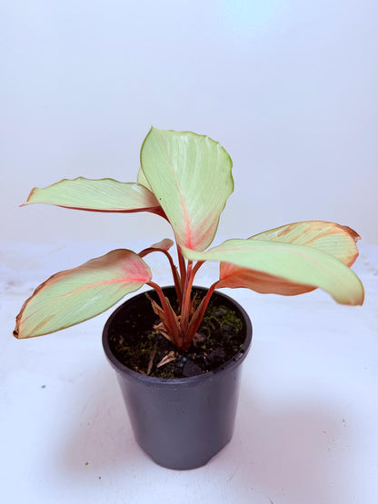 Calathea ‘Flamestar’