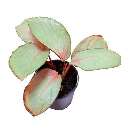 Calathea ‘Flamestar’