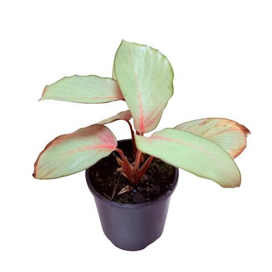Calathea ‘Flamestar’