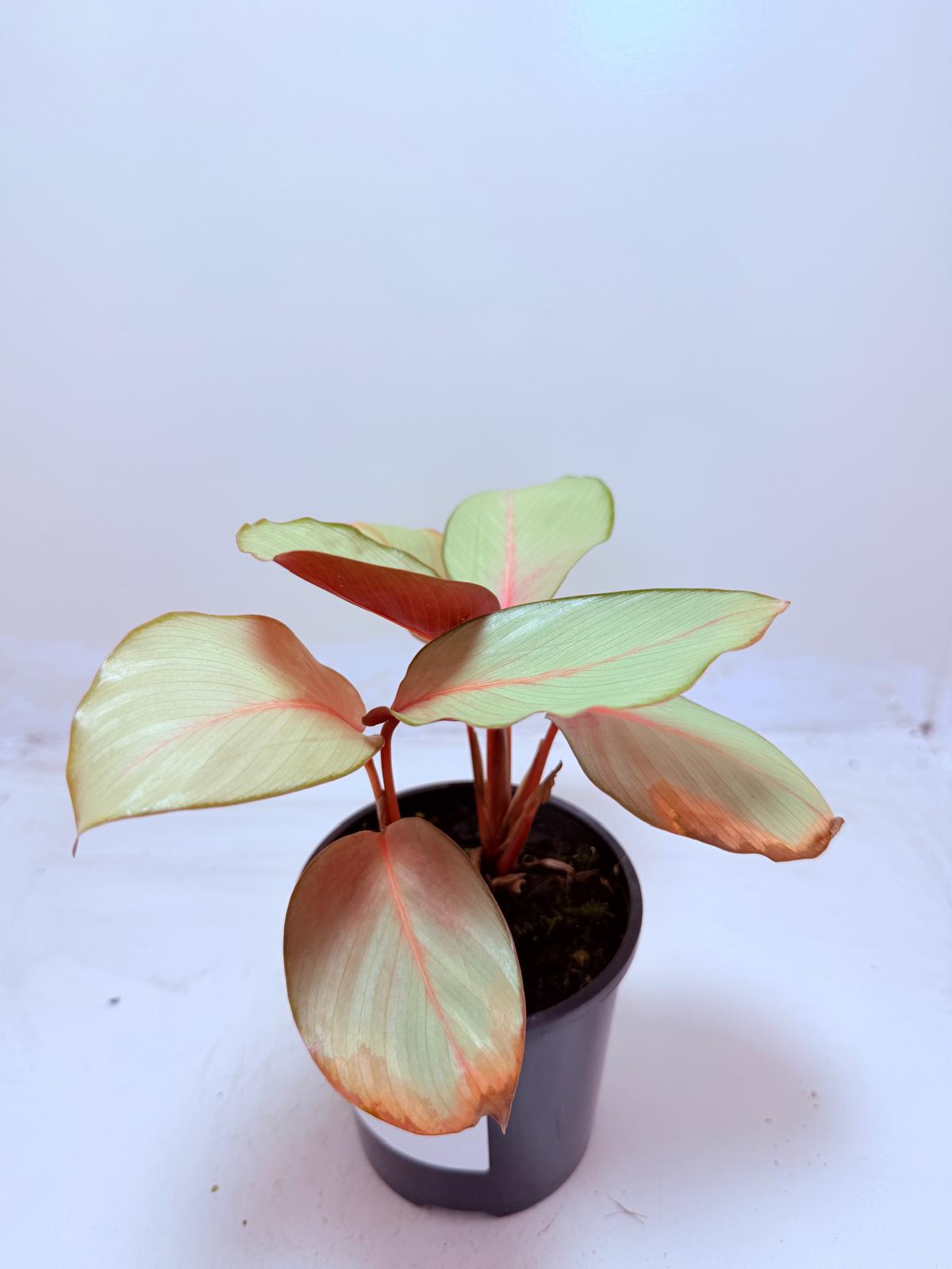 Calathea ‘Flamestar’