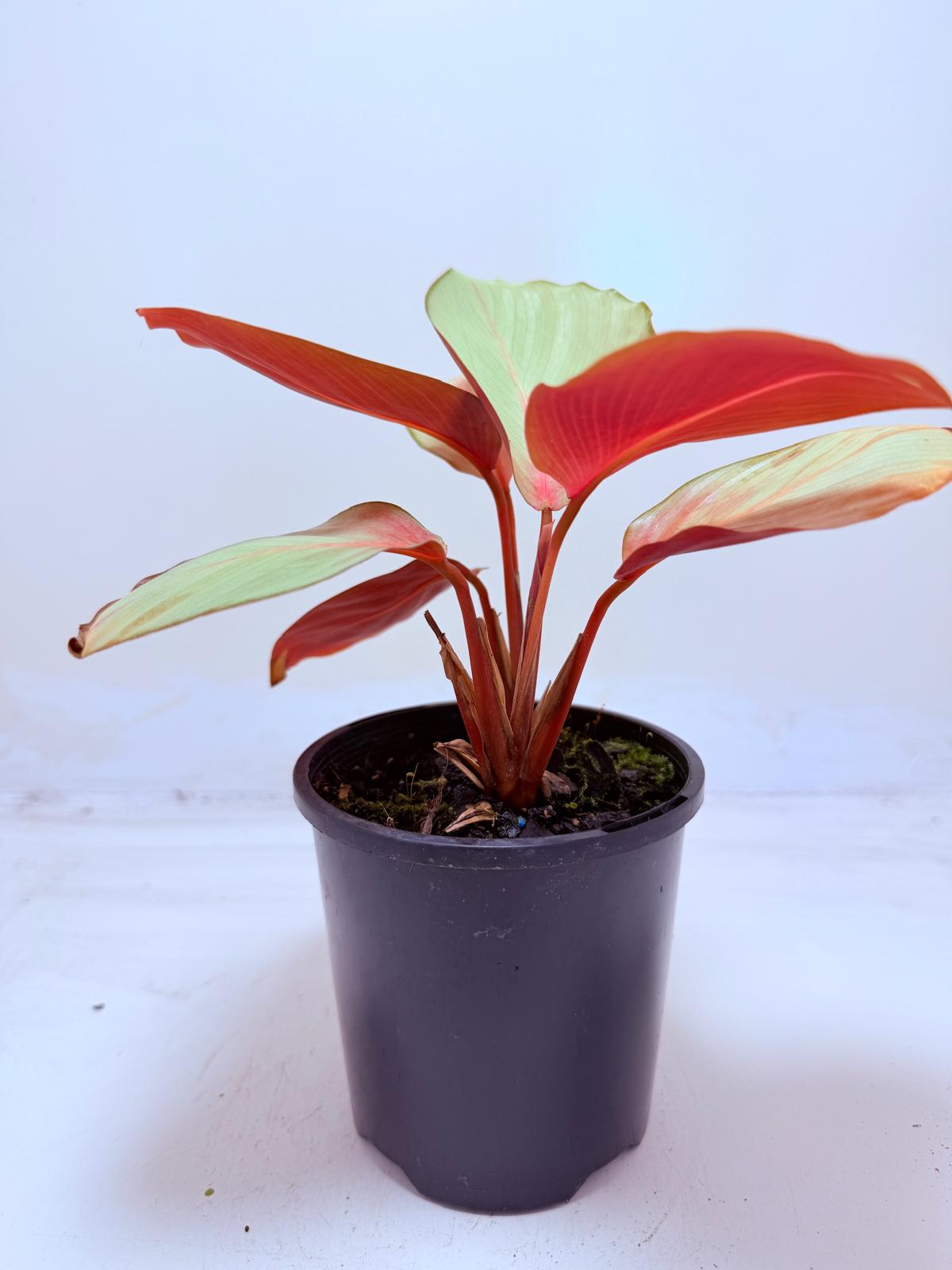 Calathea ‘Flamestar’