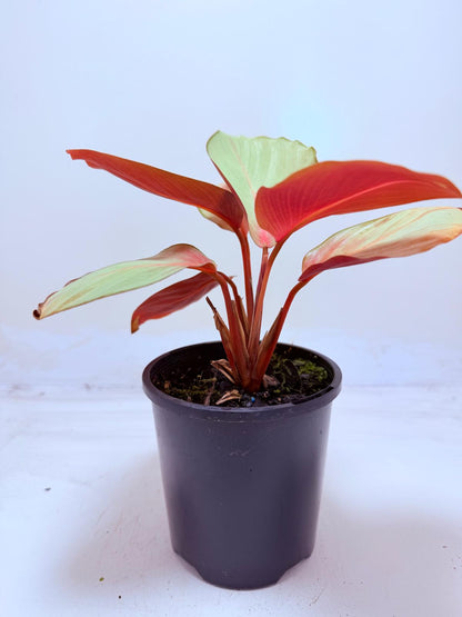 Calathea ‘Flamestar’