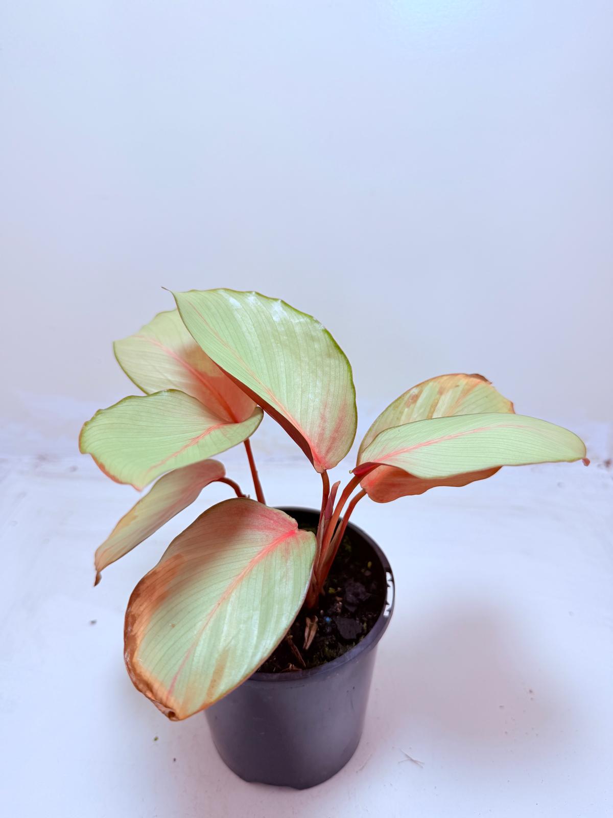 Calathea ‘Flamestar’