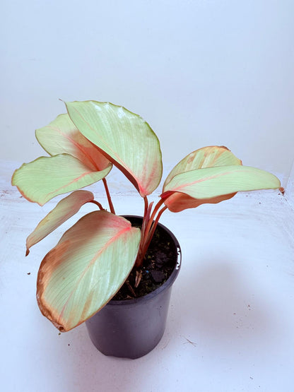 Calathea ‘Flamestar’